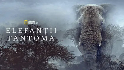 „Elefanții fantomă”, noul documentar National Geographic Wild care transformă o legendă africană într-o expediție fascinantă