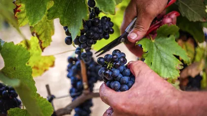 Munca zilieră în 2026: domeniile în care poți lucra, plata minimă și obligațiile legale ale angajatorilor