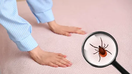 Unde pot sta ascunse ploșnițele în locuință. Locurile din casă care pot fi infestate fără să știi