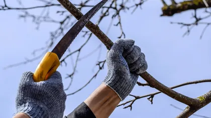 Arbuștii pe care nu trebuie să îi tai primăvara. Greșeala care îți poate distruge grădina