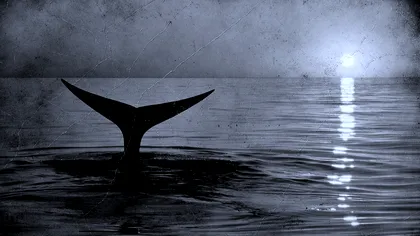 Sunetul din 1949 schimbă tot: cea mai veche înregistrare a cântecului unei balene, redescoperită