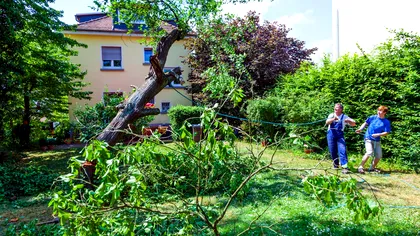 Copacii pot răcori orașele sufocate de caniculă, dar nu pot salva singuri viitorul urban. Ce au descoperit cercetătorii