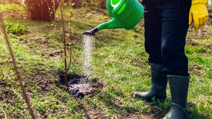 Lucrările care se fac în livadă la jumătatea lunii martie în România. Ce trebuie să facă pomicultorii pentru o recoltă bogată