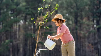 Copacii care se plantează la început de martie în grădină. Secretul pentru a se prinde din prima