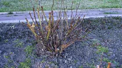 Cum să tai trandafirii primăvara pentru flori bogate în vară. Trebuie să fii atent la muguri