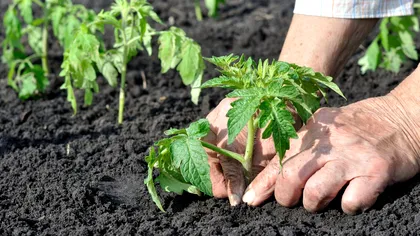 Când se plantează, de fapt, roșiile. Greșeala pe care mulți o fac primăvara
