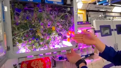 Roșii crescute în spațiu, culese pe stația Chinei: recolta de pe Tiangong arată cum s-ar putea hrăni viitorii astronauți