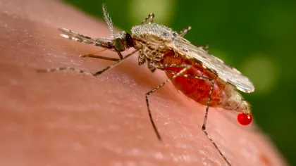 Proteina care ar putea schimba lupta cu malaria: descoperirea ce deschide drumul unor tratamente mai precise