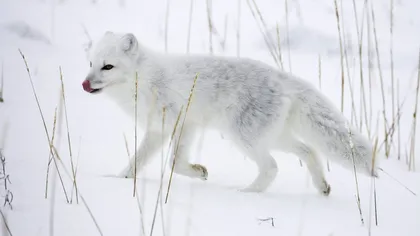 A crezut că a cumpărat un cățel, dar era o vulpe: descoperirea care a șocat o femeie