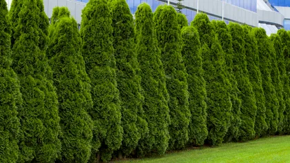 Cele mai rezistente plante pentru gard viu. Opțiuni care nu necesită multă întreținere