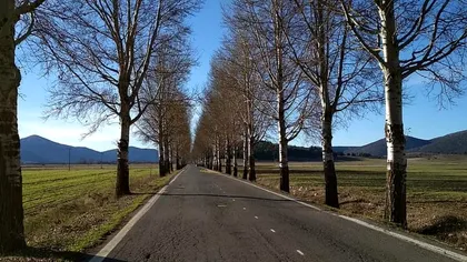 De ce nu mai sunt copaci pe marginea drumurilor din România. Detaliul care stă la baza acestei decizii