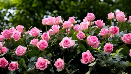 Unde trebuie să tai trandafirii primăvara pentru o înflorire spectaculoasă. Ce trebuie să faci în aprilie