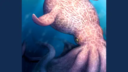 Krakenul nu a fost doar legendă: caracatițe uriașe de aproape 20 de metri dominau oceanele preistorice