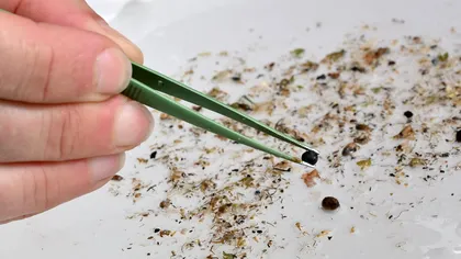 Planta banală care ar putea elimina microplasticele din apă: descoperire cu potențial de a schimba totul