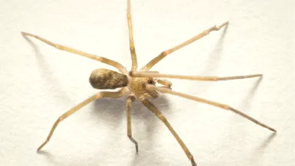 Păianjen nou descoperit, inspirat de Pink Floyd, uimește cercetătorii: vânează insecte de 6 ori mai mari decât el