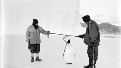 Alarmă în Antarctica: pinguinii imperiali au ajuns specie pe cale de dispariție
