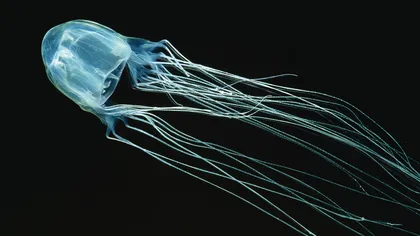 Meduza „Insulei morții”: o nouă specie extrem de veninoasă a fost descoperită lângă Singapore