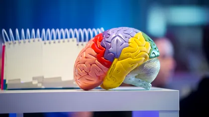 De ce nu putem face transplant de creier: operația care rămâne imposibilă chiar și pentru neurochirurgia modernă