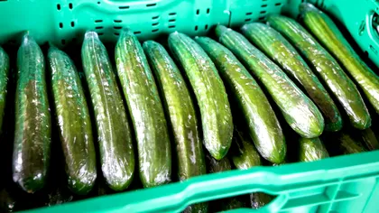 De ce castraveții lungi din supermarket sunt înveliți în plastic. Motivul nu are legătură doar cu transportul