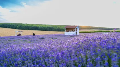 Planta cu care românii au dat lovitura în ultimii ani. Este căutată în toată lumea, este considerată „aurul cosmeticii”