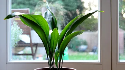 Planta de interior super rezistentă care absoarbe căldura și răcorește aerul din casa vara. Mulţi spanioli şi italieni o au