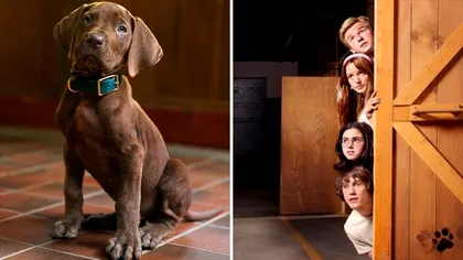 Netflix a dezvăluit primul Scooby-Doo real din istoria francizei. Cum arată celebrul câine care va apărea în noul serial live-action