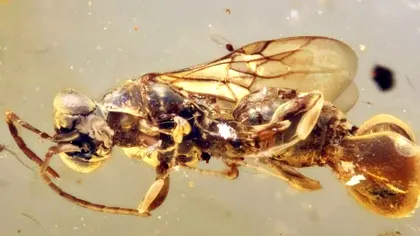 Creatura „imposibilă” descoperită într-un chihlimbar vechi de 99 de milioane de ani: viespea care avea o capcană asemănătoare unei plante carnivore