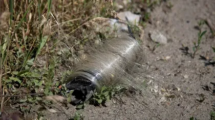 Imagini incredibile din Ucraina: ce au reușit păsările să facă din cablurile lăsate în urmă de drone