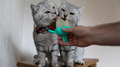 Pisicile nu pot simți gustul dulce. Descoperirea genetică ce explică unul dintre cele mai cunoscute comportamente feline