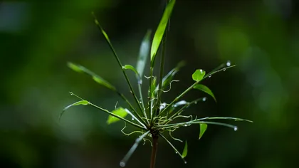 Când va muri ultima plantă de pe Pământ? Oamenii de știință au calculat momentul în care planeta nu va mai putea susține vegetația