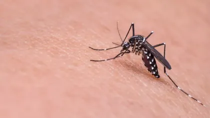 Cinci decese și 83 de cazuri de West Nile în România. Bucureștiul are cele mai multe îmbolnăviri