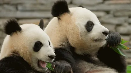 August explodează pe National Geographic: lei, panda, avioane legendare și povești nevăzute de la 11 septembrie