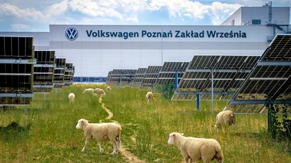 Volkswagen a „angajat” 100 de oi la fabrica sa: soluția surprinzătoare pentru 31.000 de panouri solare