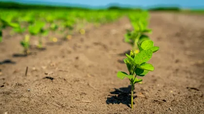Canicula îți distruge plantele din grădină? Ce recomandă specialiștii ca să își revină