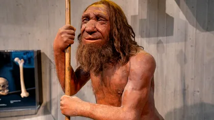 Neanderthalienii ne-au lăsat o genă care poate crește masa musculară. Doar o parte dintre oameni o au