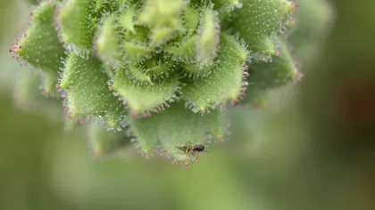 Darwin a avut dreptate după 150 de ani. Planta carnivoră din China care își digeră victimele