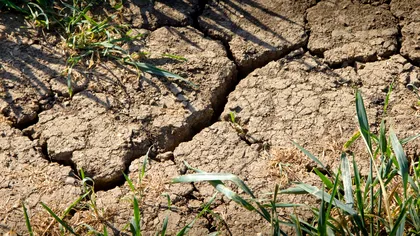 Ce este seceta pedologică extremă și cum afectează agricultura și economia. ANM menține codul roșu de caniculă