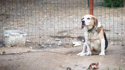 Animalele vecinului îți distrug grădina? Cine plătește pagubele și cum îți recuperezi banii în 2026