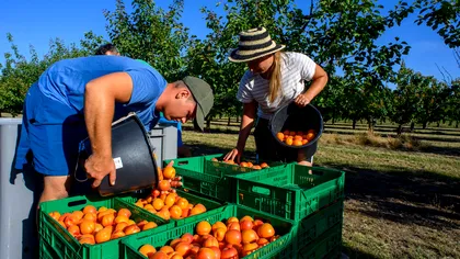 Țara de lângă România unde se câștigă până la 1.500 de euro la cules de fructe. Cazarea și masa sunt asigurate