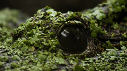 National Geographic pregătește un octombrie plin de premiere. Africa sălbatică, accidente aviatice și monștrii legendelor, printre noutăți
