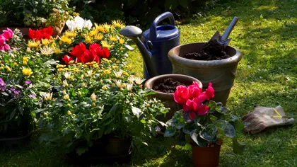 Plantele pe care nu trebuie să le tunzi toamna. Greșeala care poate însemna mai puține flori la primăvară