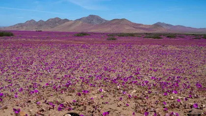 Deșertul Atacama s-a transformat într-o mare de flori. Fenomenul spectaculos care a adus viață într-unul dintre cele mai uscate locuri de pe Pământ