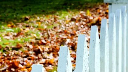 Frunzele copacului vecinului ajung în curtea ta. Ce poți face legal și când poți cere tăierea arborelui