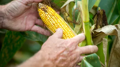 Cât primește un agricultor român dacă seceta îi distruge porumbul. Diferențele față de Franța și Germania