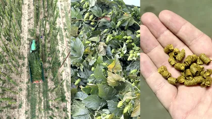 Cum ajunge hameiul românesc în berea populară. Povestea din spatele unui produs familiar începe lângă Sighișoara