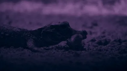 Cei mai mici crocodili din lume, filmați pentru prima dată vânând lilieci într-o peșteră din Gabon VIDEO
