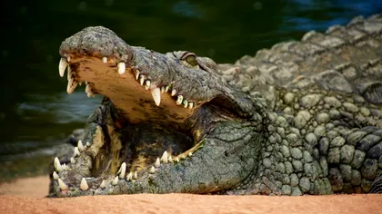 A făcut un crocodil cu AI și a pus autoritățile pe fugă. „Gluma” care îl poate costa ani de închisoare în Singapore