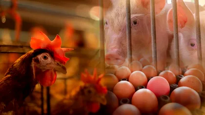 Sprijin financiar pentru fermele de porci și păsări, după scumpirea energiei. Ce costuri ar putea fi acoperite de stat