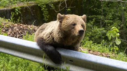 Cum îți dai seama că o fotografie de pe internet nu este reală. Capcana în care au căzut locuitorii din Câmpina din cauza unei imagini cu un urs