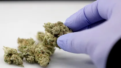 Cannabis legalizat în România, proiect analizat la Ministerul Sănătății. Cum ar putea urma Cabinetul Dăncilă alte state
